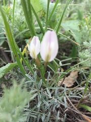 Astragalus ucrainicus