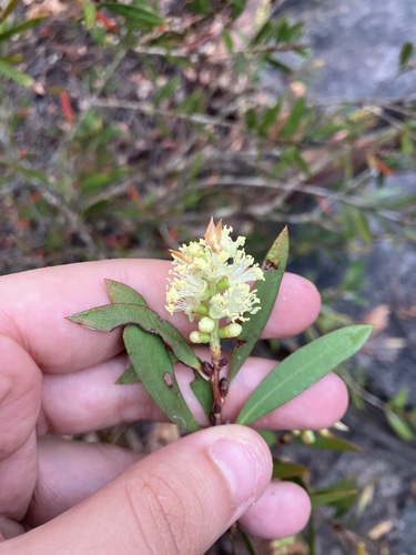 Melaleuca pallida observed 2026-10-17