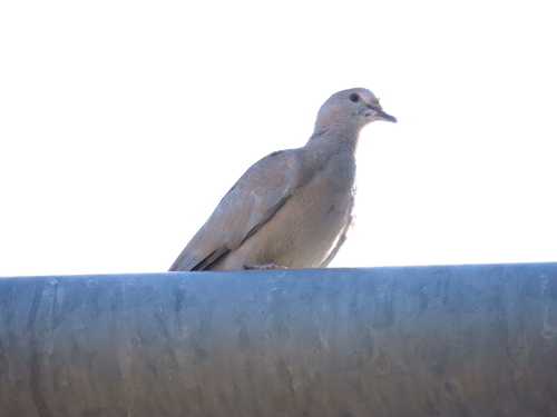 Eurasian Collared-Dove