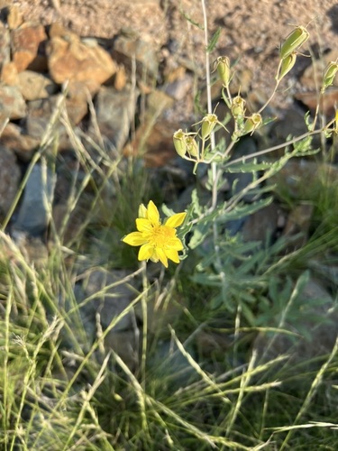 Many-flowered Mentzelia