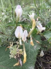 Astragalus ucrainicus