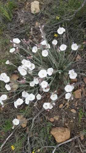 Representative image of Convolvulus lanuginosus
