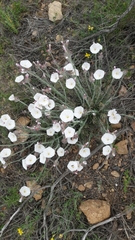 Convolvulus lanuginosus