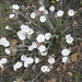 Convolvulus lanuginosus - Photo (c) kongost, some rights reserved (CC BY-NC), uploaded by kongost