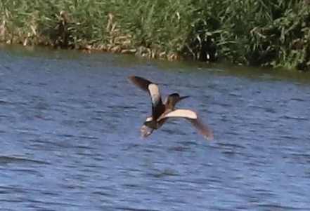 iNaturalist image