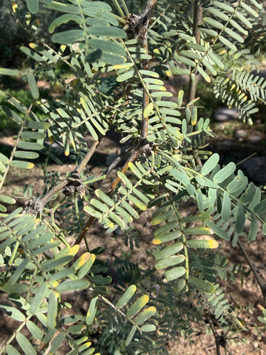 Prosopis velutina, 2026-10-20