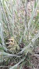 Convolvulus lanuginosus