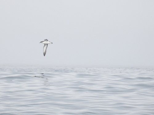 iNaturalist image