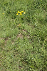 Senecio othonniflorus