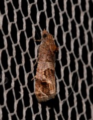 Lobesia peltophora