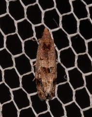 Lobesia peltophora