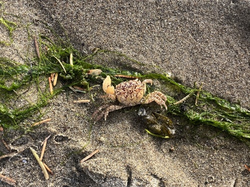 Hemigrapsus oregonensis, 2026-10-18