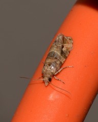 Lobesia physophora