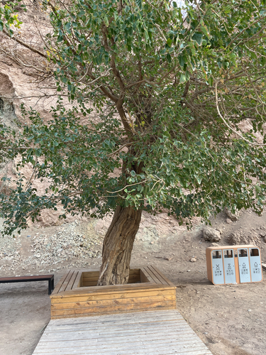 Populus euphratica observed 2026-10-15