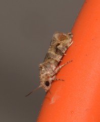 Lobesia physophora