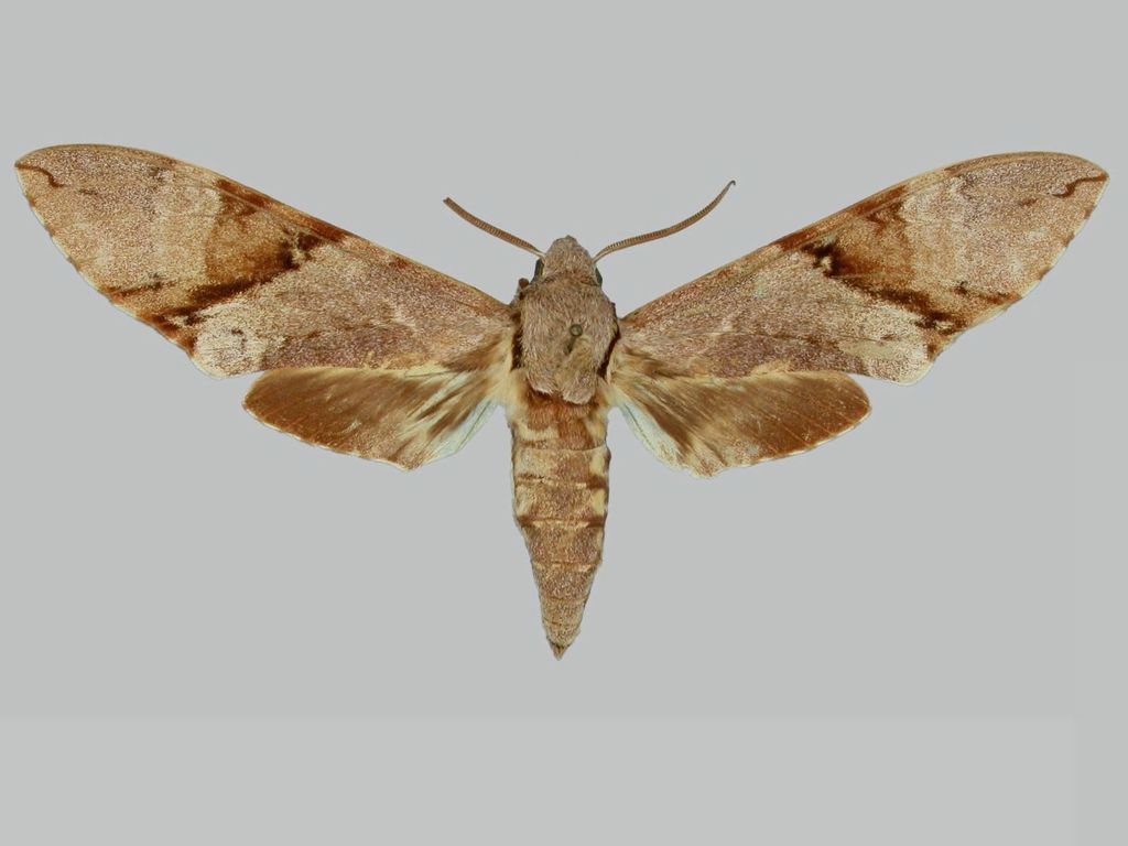 Manduca lefeburii bossardi