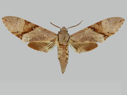 Manduca lefeburii bossardi