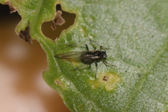 Periphyllus testudinaceus