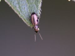 Syntomus foveatus