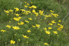Euryops laxus