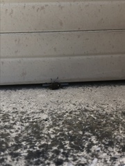 Holcostethus sphacelatus