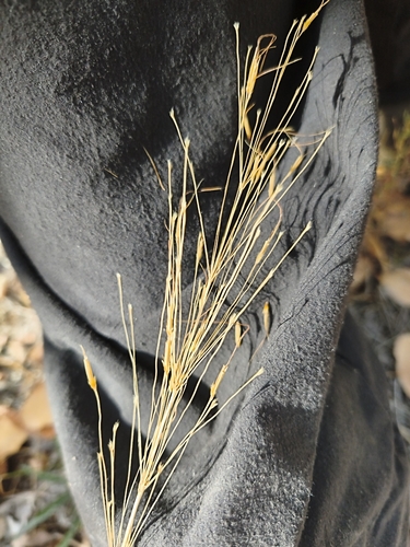 Chrysopogon gryllus, 2026-10-20