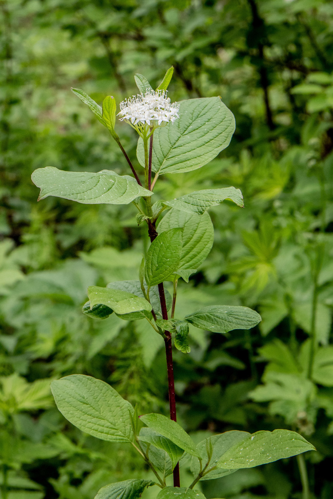 Tatarian dogwood (Plants of Rosewood Nature Study Area) · iNaturalist