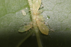 Periphyllus testudinaceus