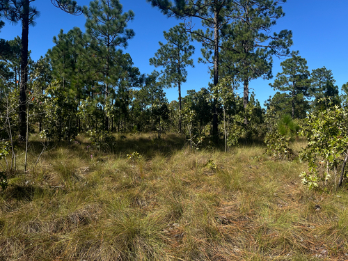 Aristida stricta, 2026-10-18
