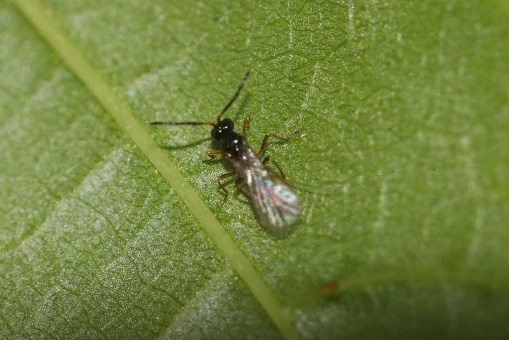 Dyscritulus