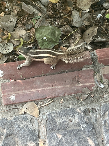 Funambulus pennantii, 2026-10-20