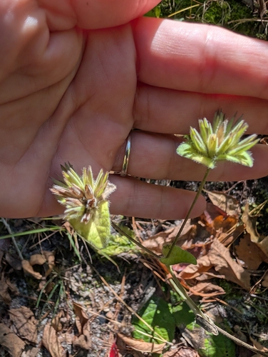 Elephantopus tomentosus observed 2026-10-18