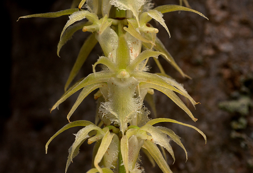 Diaphananthe fragrantissima