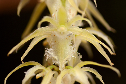 Diaphananthe fragrantissima