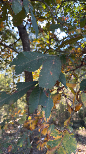 Carya glabra, 2026-10-20