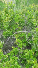 Quercus coccifera