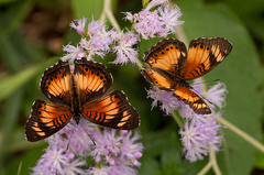 Junonia sophia