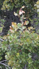 Quercus coccifera