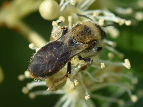 Early Mining Bee, Groesbeek, Nederland, photo 10 of 10