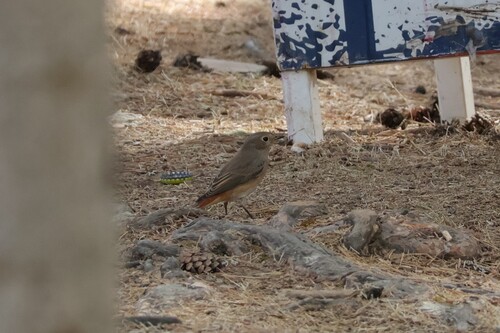 iNaturalist image