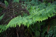Pteris epaleata