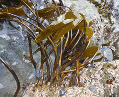 Laminaria setchellii