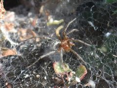 Agelena labyrinthica