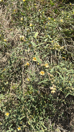 Sida spinosa observed 2026-10-20