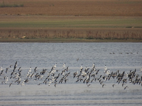 iNaturalist image