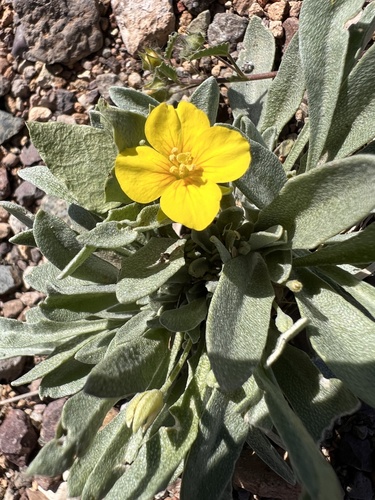 Fendler's bladderpod