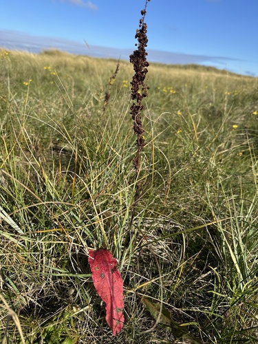 Triglochin maritima, 2026-10-20