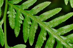 Pteris epaleata