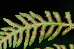 Pteris epaleata