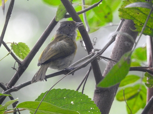 Hylophilus, 2026-10-20